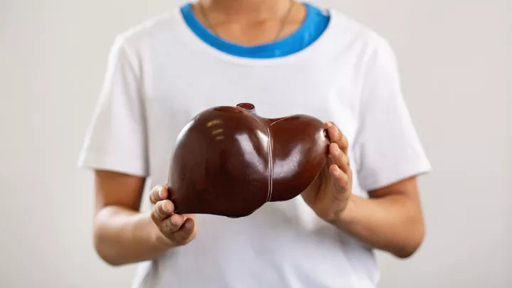 Teenager holding a model of a liver organ