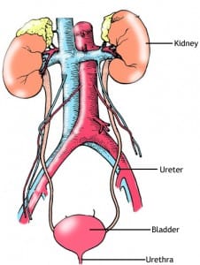 signs of urinary tract infection