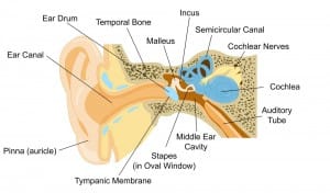 Swimmer’s Ear Facts and Prevention Methods