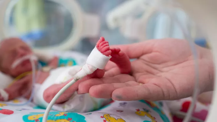 An adult hand holds the tiny feet of an extremely preterm baby with light skin tone as the infant lies in an isolette in a neonatal intensive care unit