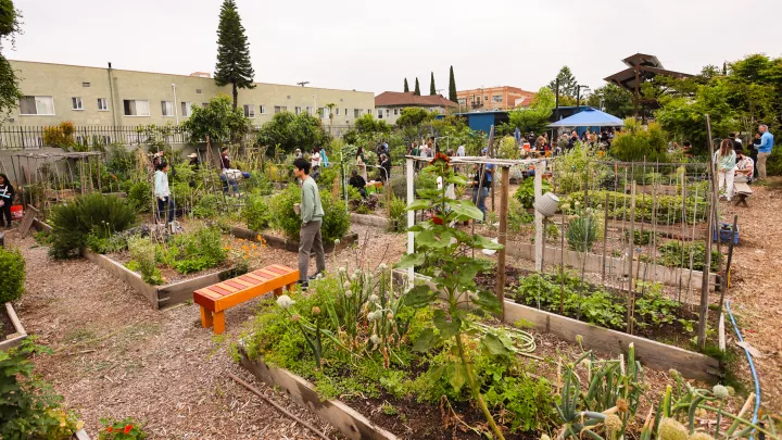 A large area of raised garden boxes, next to an apartment building. 