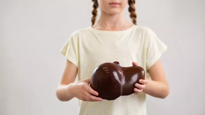 Young girl holding a model of a liver organ