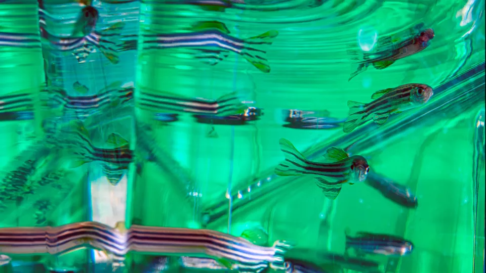 A close up of zebra fish swimming in a fish tank, with a green background.