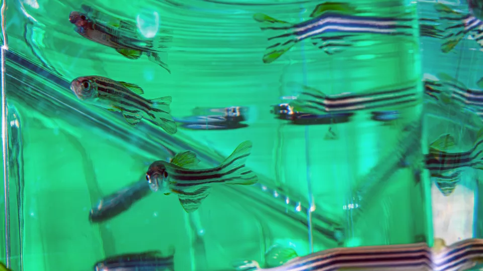 Black and white striped zebrafish swim in a small tank aquarium