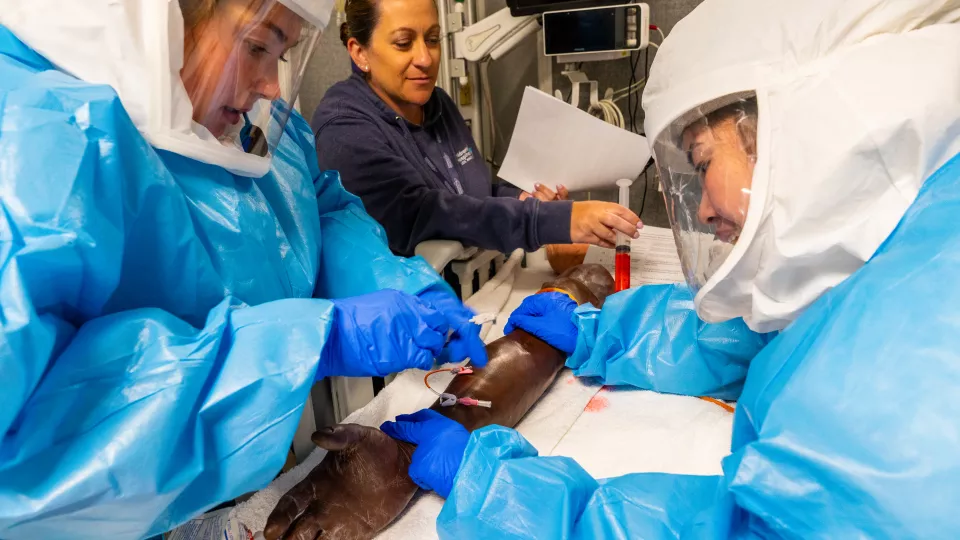 Two trainees wearing full HAZMAT suits practice on a mannequin arm