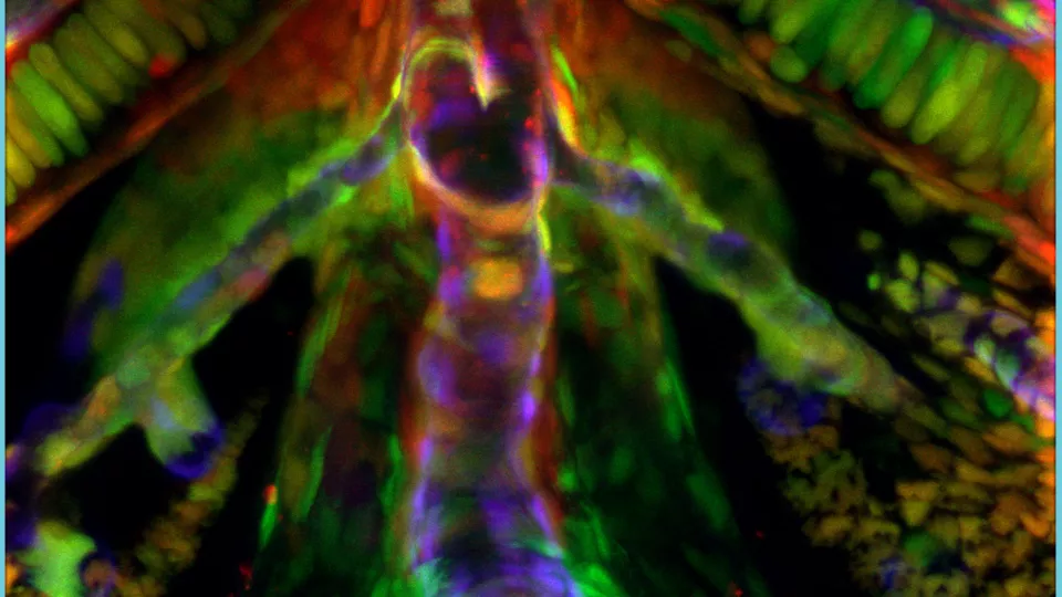 Red, orange, yellow, green, purple, magenta and blue shapes spread across a black background.