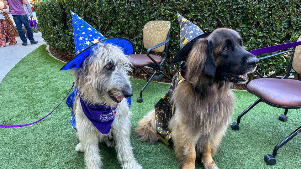 Two of CHLA's therapy dogs pose for the camera dressed as wizards at CHLA's Halloween celebration.