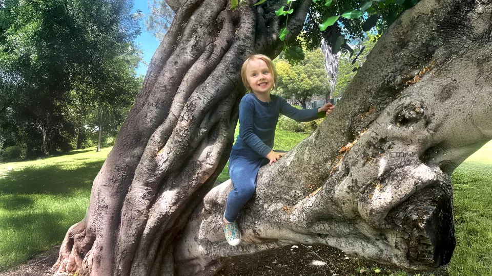 A young boy with blonde hair climbs a large tree on a blue-sky day at the park.