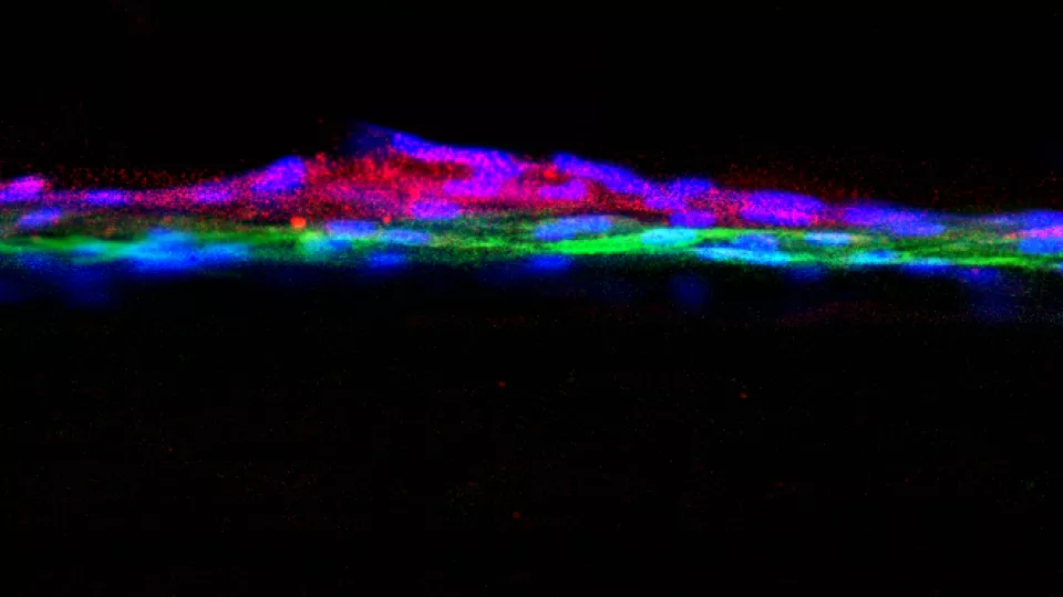 Glomerulus in vitro