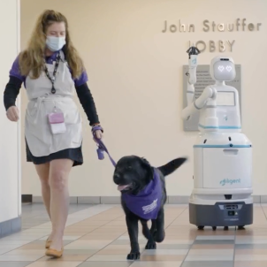 2 CHLA therapy dogs and their handlers walk down a hospital corridor with Moxi