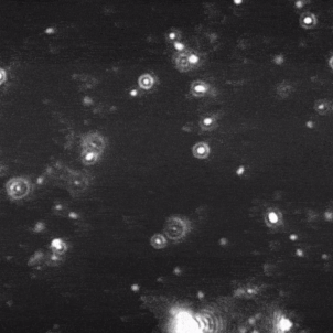 Black and white image of cells.