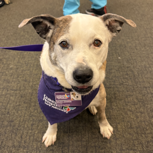 Therapy dog Bruno, sporting a CHLA bandana and his personal CHLA volunteer badge, poses for the camera.