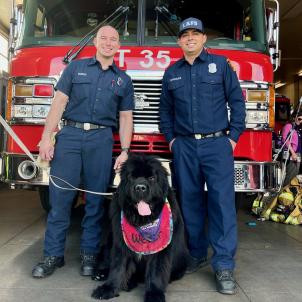 A large black therapy dog poses in front of a fire engine with two LAFD firefighters.