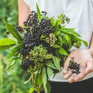 CHLA Blog - Home Remedies and the Flu - Elderberry