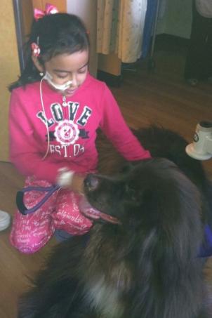 11-year-old Sarah Wong pets a CHLA therapy dog