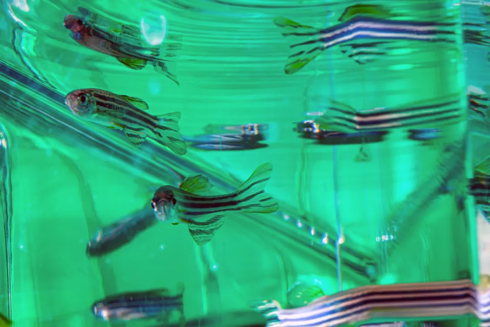 A close up of zebra fish swimming in a fish tank, with a green background.