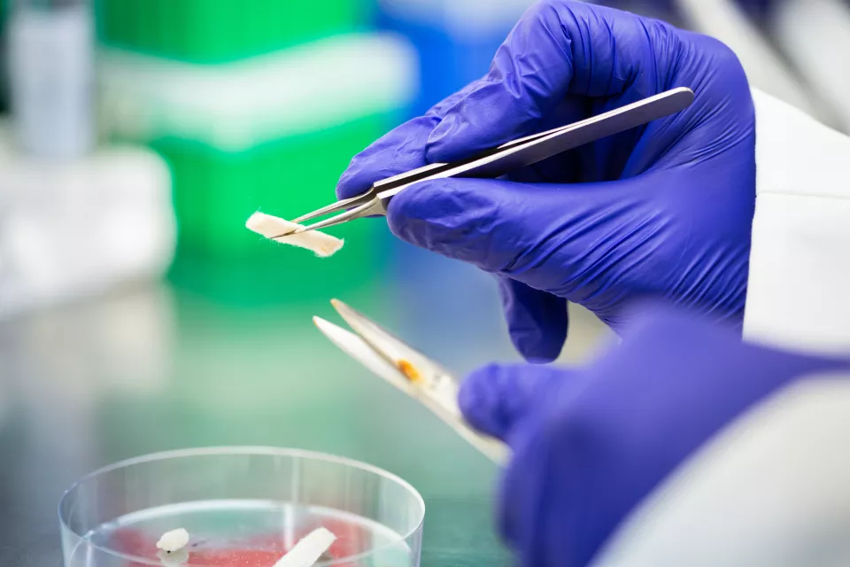 Hands in blue latex gloves use tweezers to hold a small white object above a petri dish. 