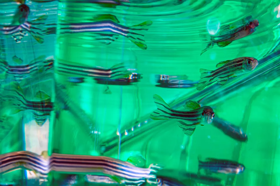 A close up of zebra fish swimming in a fish tank, with a green background.