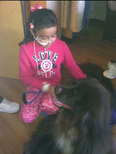 11-year-old Sarah Wong pets a CHLA therapy dog