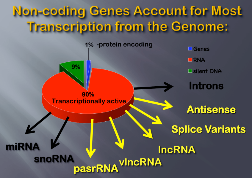Triche.ncRNA genome.png