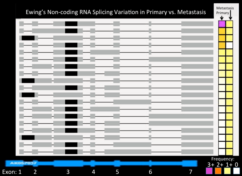 Triche.ncRNA splicing.png