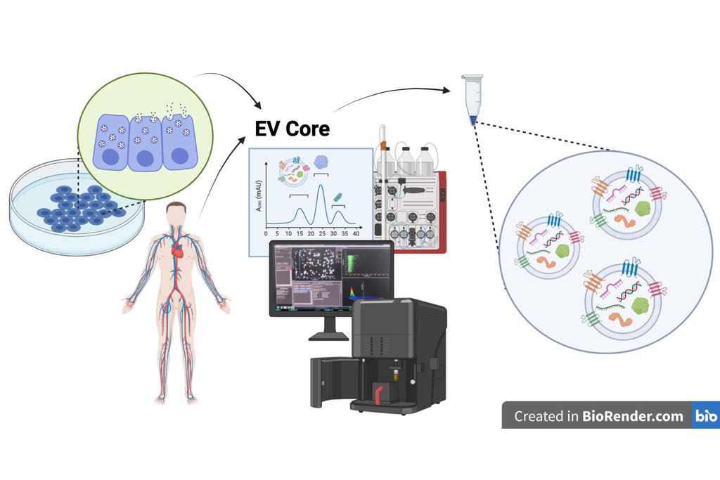 Extracellular Vesicle Core