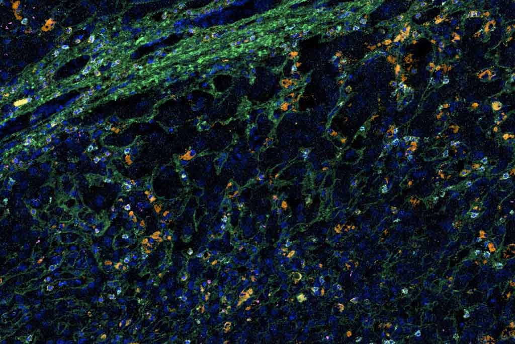 Cellular image used in research for liver transplants